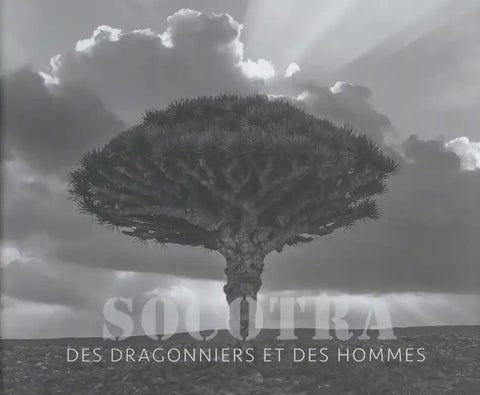 Socotra, des dragonniers et des hommes.