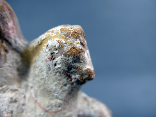 Harpocrate cavalier.