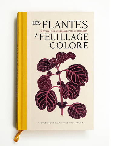 Plants with colorful foliage. The most remarkable species for decoration.