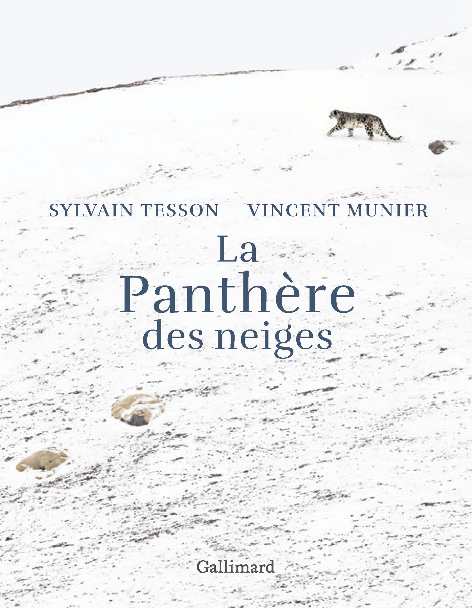 La Panthère des neiges.